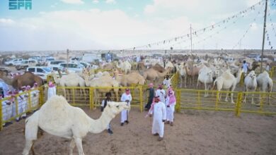 Photo of 30 مليوناً عوائد جادة الإبل بالطائف