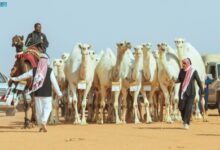 Photo of 10 ملايين مبيعات مهرجان جادة الإبل بيوم واحد