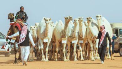 Photo of 10 ملايين مبيعات مهرجان جادة الإبل بيوم واحد