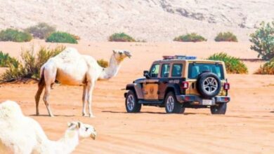 Photo of ضبط مواطنًا لارتكابه مخالفة رعي بمحمية الإمام عبدالعزيز بن محمد الملكية