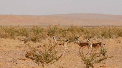 Photo of ضبط مخالف لارتكابه مخالفة الصيد بأماكن محظورة بمحمية الإمام تركي بن عبدالله الملكية