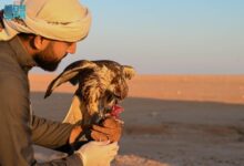 Photo of “الملواح”.. الابتكار في عالم تدريب الصقور