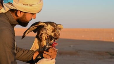 Photo of “الملواح”.. الابتكار في عالم تدريب الصقور