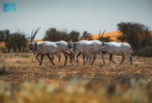 Photo of “الحسكي”.. تحفة سياحية طبيعية بمحمية الإمام