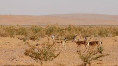 Photo of محمية الإمام تركي بن عبدالله الملكية تحظر أنشطة الصيد الجائر ضمن نطاقها