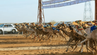 Photo of مُلّاك الهجن السعوديون يواصلون التألق في ثاني أيام كأس الاتحاد