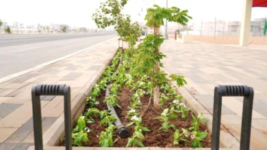 Photo of زهور«الألونكا» تُزين محافظة صبيا وتستهوي عشاق التصوير