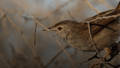 Photo of «الأمن البيئي»: غرامة صيد طائر الدخل دون ترخيص تصل إلى 5 آلاف ريال