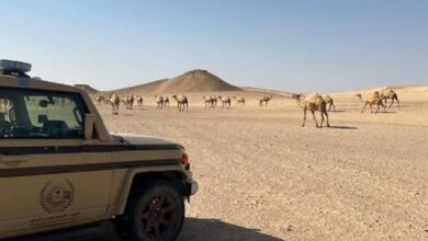 Photo of «الأمن البيئي» تضبط مخالفًا لنظام البيئة لارتكابه مخالفة رعي بمحمية «عبدالعزيز الملكية»