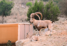 Photo of الوعول الجبلية بالمنتزه الوطني ببلجرشي تلفت الأنظار لدى زوارها