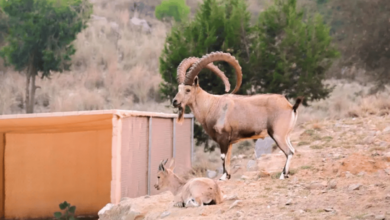 Photo of الوعول الجبلية بالمنتزه الوطني ببلجرشي تلفت الأنظار لدى زوارها