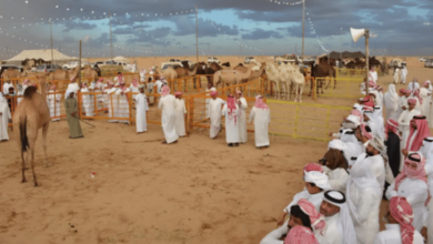 Photo of مُلّاك الإبل والمهتمين: مزاد نجران للإبل يُعزز الموروث الثقافي في المملكة