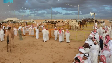 Photo of مُلّاك الإبل والمهتمين: مزاد نجران للإبل يُعزز الموروث الثقافي في المملكة