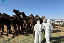 Photo of “وقاء نجران” يُشارك في مهرجان مزاد نجران للإبل