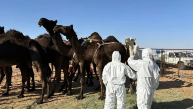 Photo of “وقاء نجران” يُشارك في مهرجان مزاد نجران للإبل