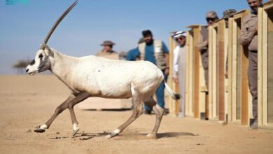 Photo of إطلاق 80 كائنًا فطريًا مهددًا بالانقراض في محمية الأمير محمد بن سلمان الملكية