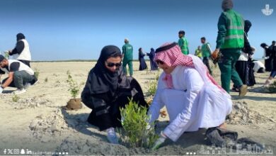 Photo of واجهة القطيف البحرية تتزين بالمانجروف