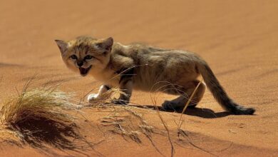 Photo of المركز الوطني يعلن رصده القط الرملي بمحمية نفود العريق