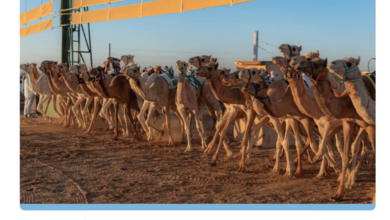 Photo of الجمعة المقبل.. ميدان حفر الباطن يستضيف سباق الهجن تزامنًا مع كأس نادي الصقور