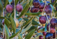 Photo of «الإرشاد الزراعي» توضح مراحل تطور ثمار الزيتون وعلاقتها بكمية الزيت