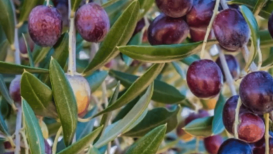 Photo of «الإرشاد الزراعي» توضح مراحل تطور ثمار الزيتون وعلاقتها بكمية الزيت