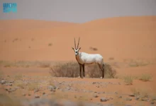 Photo of “الحياة الفطرية” يعقد أول لقاء للمجلس الإشرافي لمحمية عروق بني معارض