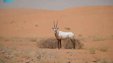 Photo of “الحياة الفطرية” يعقد أول لقاء للمجلس الإشرافي لمحمية عروق بني معارض