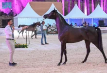 Photo of انطلاق منافسات بطولة حائل الدولية لجمال الخيل العربية الأصيلة 2024م في نسختها الثالثة