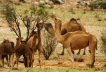 Photo of الإبل في أستراليا.. ما بين الرغبة في التخلص منها ومساعي العرب لشرائها بأي ثمن