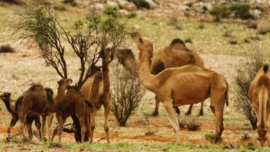 Photo of الإبل في أستراليا.. ما بين الرغبة في التخلص منها ومساعي العرب لشرائها بأي ثمن