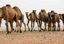 Photo of «الرَّحُوْلُ» قائدة الإبل.. ورمز في التراث والثقافة العربية