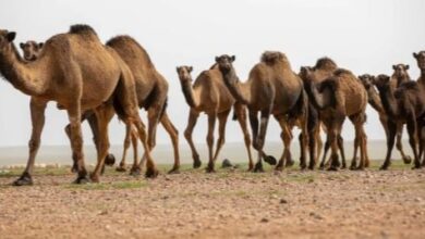 Photo of «الرَّحُوْلُ» قائدة الإبل.. ورمز في التراث والثقافة العربية