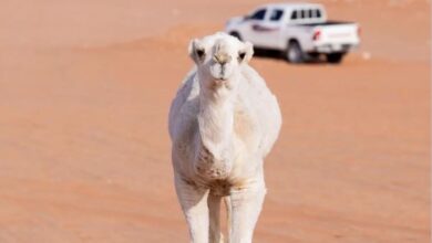 Photo of الإبل بألوانها وخصائصها.. ميدان تفاخر عند العرب