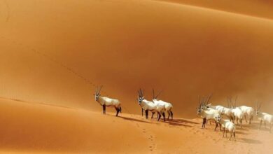 Photo of ارتفاع مساحة المحميات البرية والبحرية في المملكة