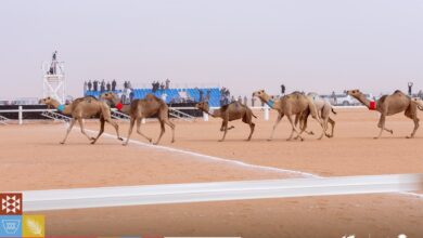 Photo of ضمن منافسات الهجيج.. انطلاق شوط المقاود لفئة «الوضح والشقح والحمر»