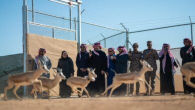 Photo of إطلاق 66 كائنًا مهددًا بالانقراض في محمية الملك خالد الملكية