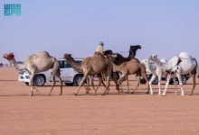 Photo of الإبل بألوانها وخصائصها .. ميدان تفاخر عند العرب