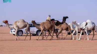 Photo of الإبل بألوانها وخصائصها .. ميدان تفاخر عند العرب