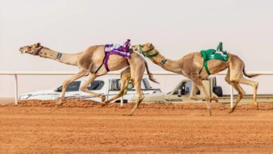 Photo of إعلان نتائج الأول في منافسات مسابقة جمل سيف الملك وضح