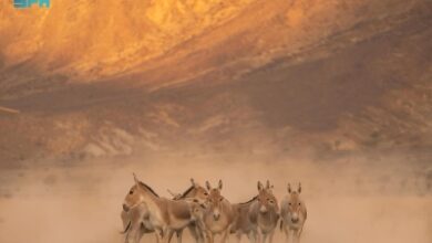 Photo of توطين “الحمار البري” بعد قرن من غيابه