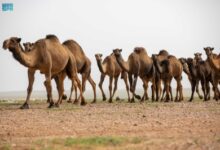 Photo of “الرَّحُوْلُ”.. قائدة الإبل ورمز التراث والثقافة العربية