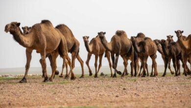 Photo of “الرَّحُوْلُ”.. قائدة الإبل ورمز التراث والثقافة العربية