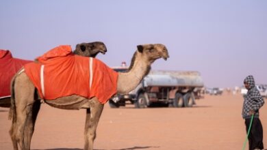 Photo of بألوانها وسماتها الفريدة.. الإبل ميدان تفاخر العرب