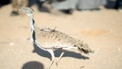 Photo of إطلاق 66 كائنًا فطريًا في محمية الملك خالد