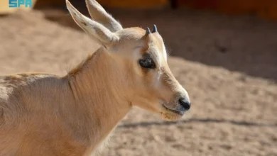 Photo of ولادة المها العربي الخامس عشر في محمية الأمير محمد بن سلمان الملكية