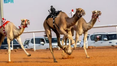 Photo of لجنة التحكيم تعلن نتائج الأول في “جمل” بيرق الموحد “شعل”