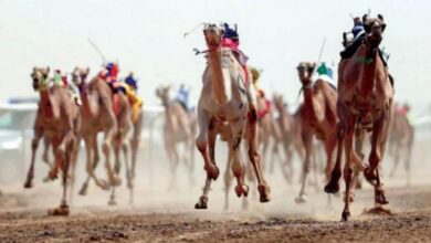 Photo of الإعلان عن نتائج الفائزين بالمراكز الأولى بأشواط الهجن فئة "جذع"