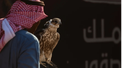 Photo of المحترفون المحليون يتنافسون في ثاني أيام مهرجان الملك عبدالعزيز للصقور