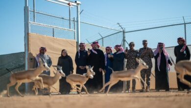 Photo of إطلاق  66 كائنًا فطريًا مهددًا بالانقراض في محمية الملك خالد الملكية