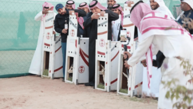 Photo of جامعة الملك فيصل تُدشن مبادرة لإطلاق عددٍ من الكائنات الفطرية المُهددة بالانقراض